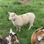 "Delilah" Finn Sheep