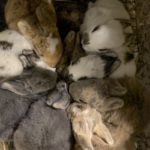 New Zealand Bunnies