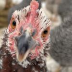 "Meg" Speckled Sussex Hen