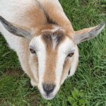 "Salt" Nigerian Dwarf Goat