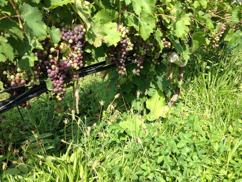 cover crops sunset sky farm organic