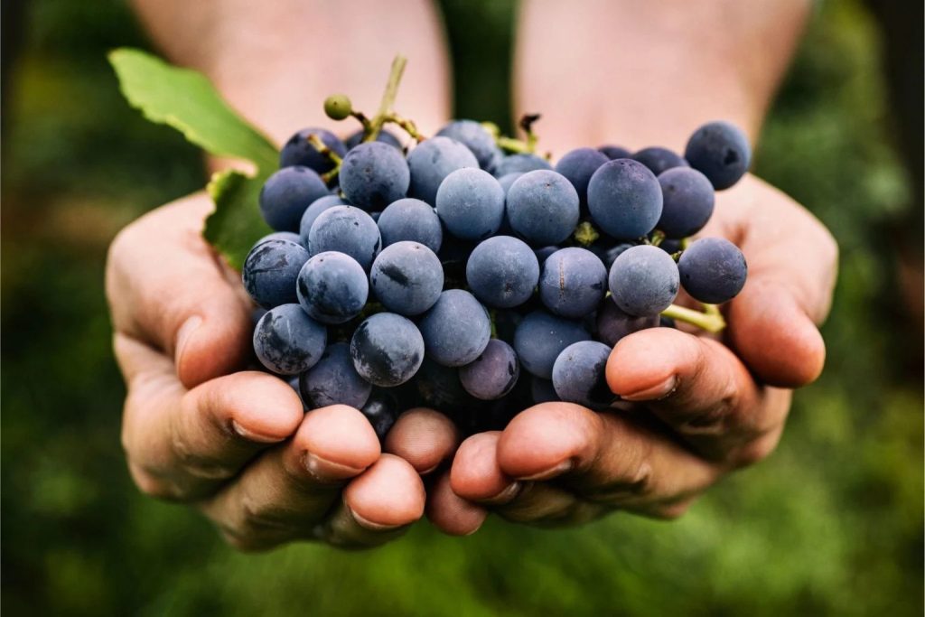 concorde grapes sunset sky farm